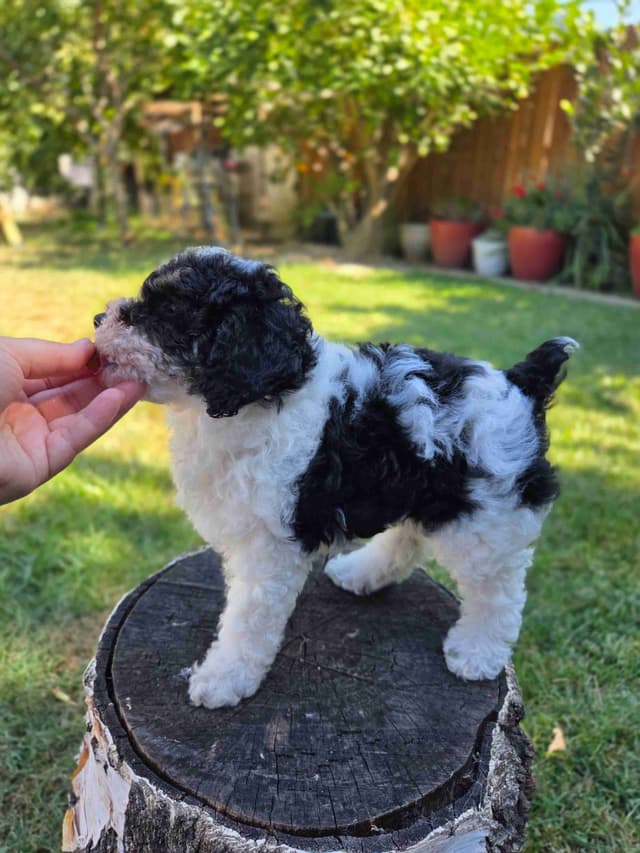 Colorful Poodle puppies media 8