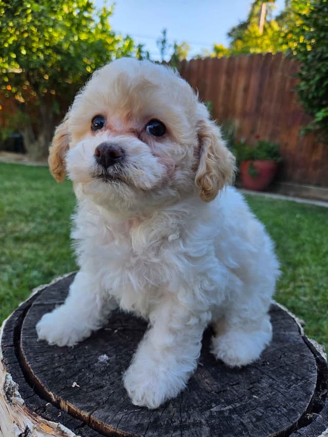 Colorful Poodle puppies media 9
