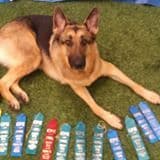 German Shepherd Dog Puppies breeder image 1