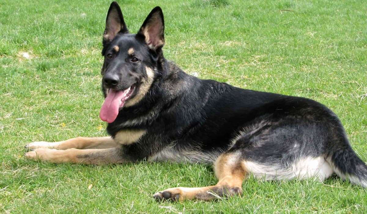 German Shepherd Dog Puppies breeder image 2