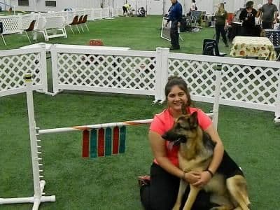 German Shepherd Dog Puppies breeder image 3