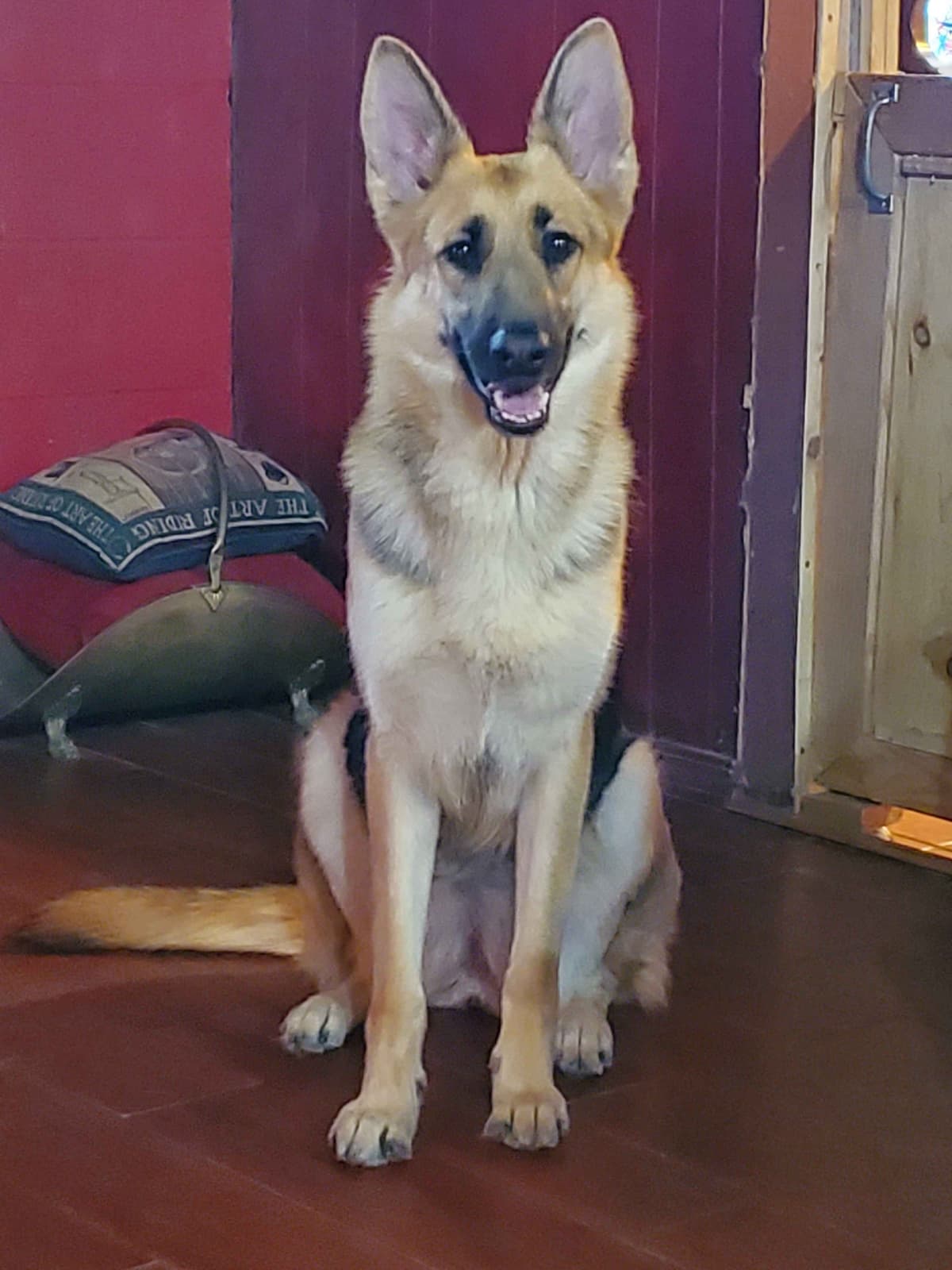 German Shepherd Dog Puppies breeder image 4
