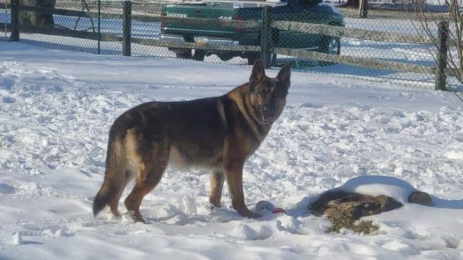 German Shepherd Dog Puppies breeder image 6