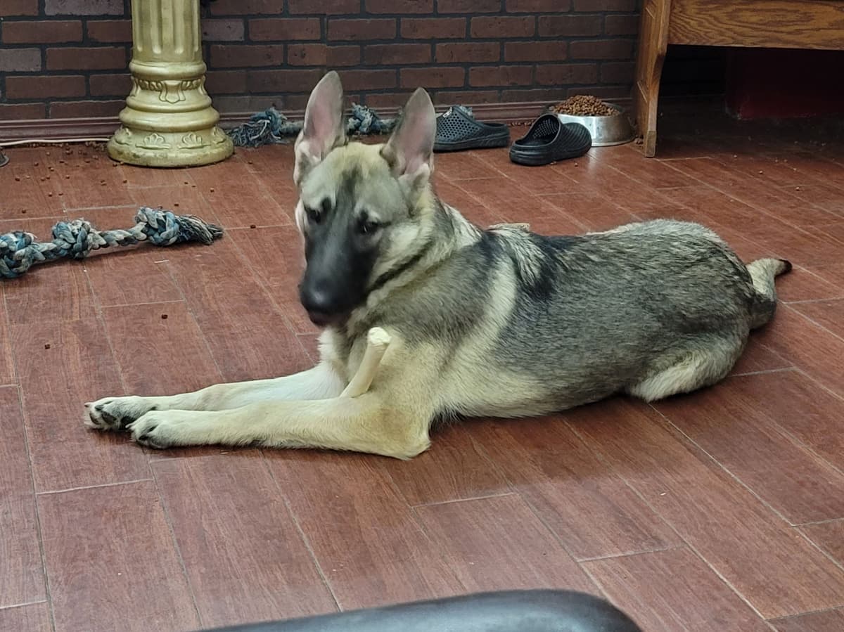 German Shepherd Dog Puppies breeder image 7