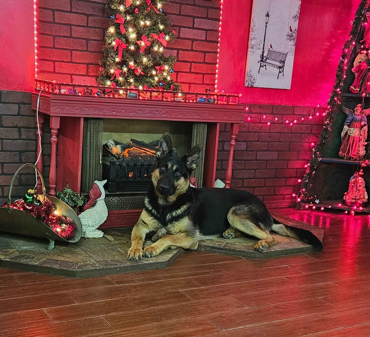 German Shepherd Dog Puppies breeder image 8