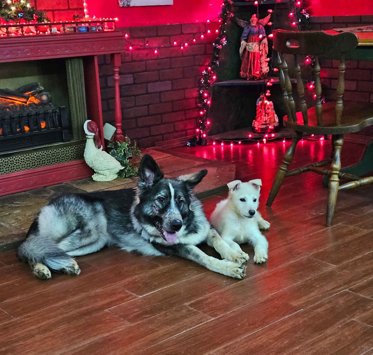 German Shepherd Dog Puppies breeder image 9