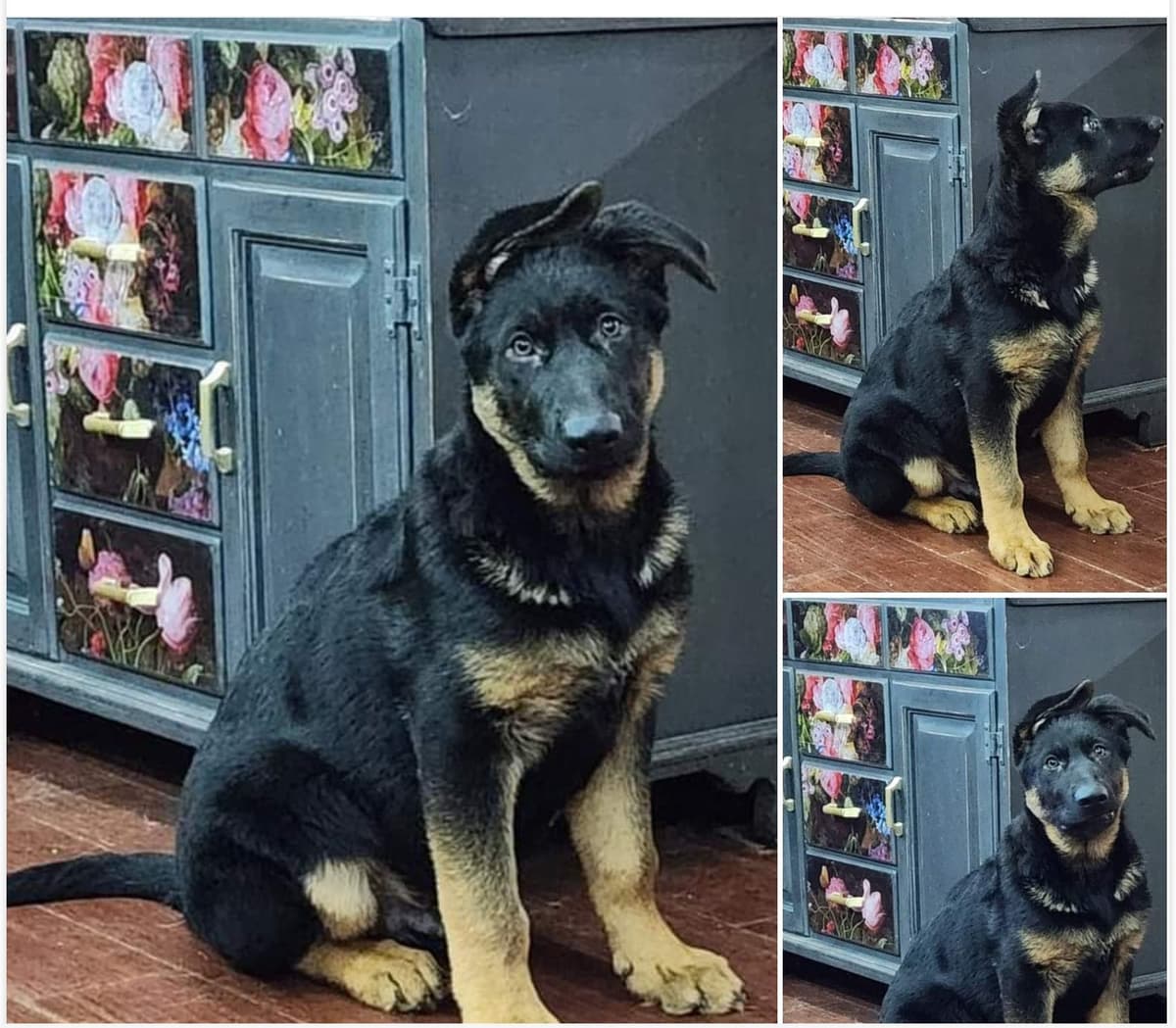 German Shepherd Dog Puppies breeder image 14