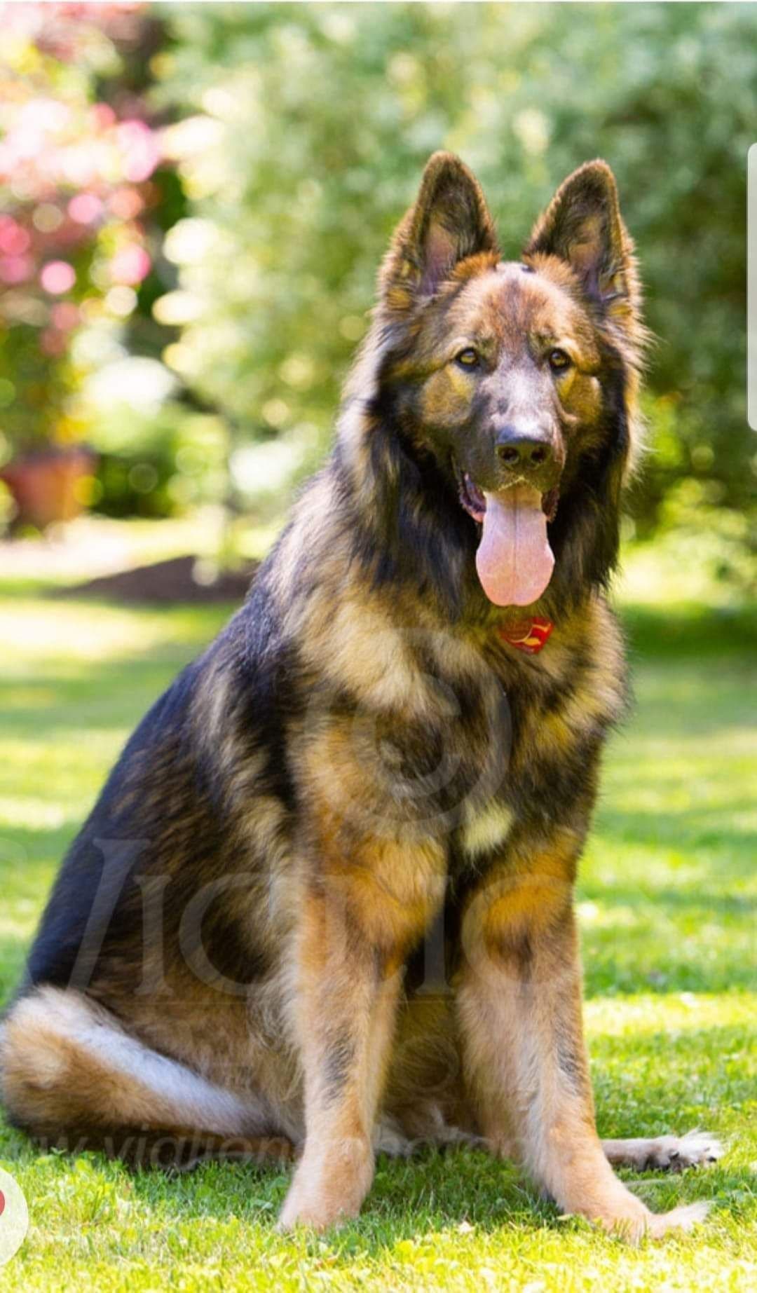German Shepherd Dog Puppies breeder image 12