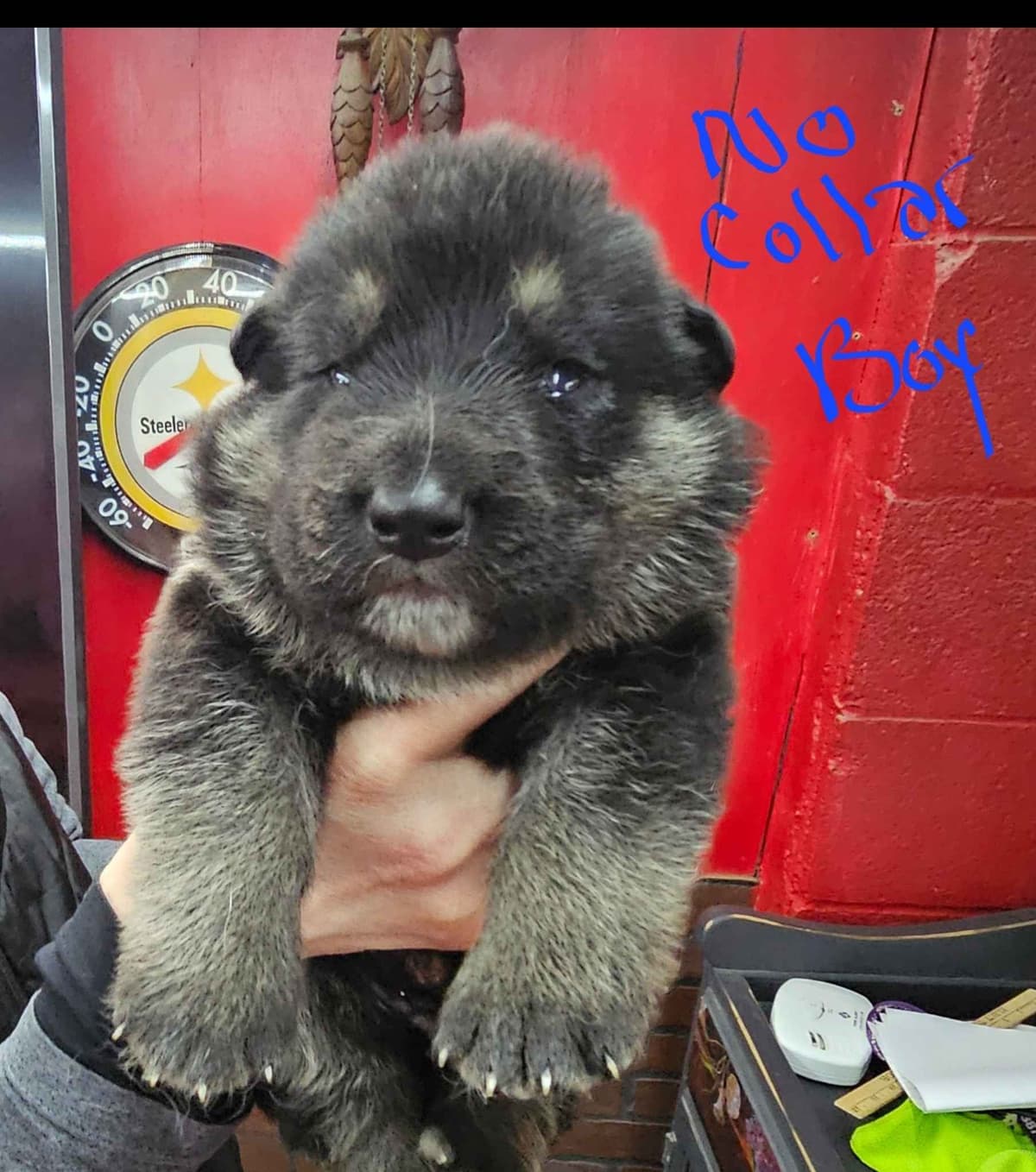 German Shepherd Dog Puppies breeder image 13