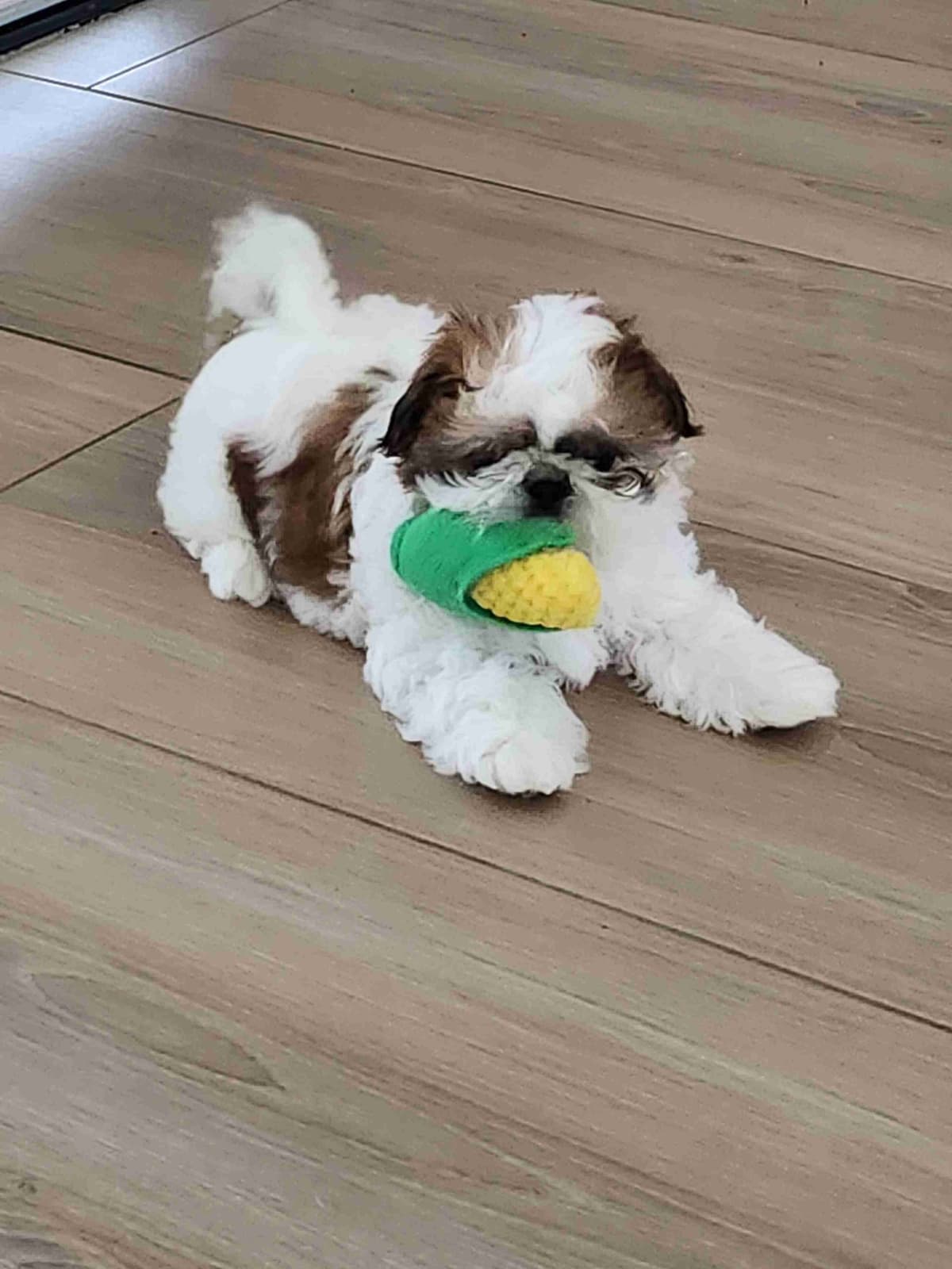 Shih Tzu Puppies breeder image 1