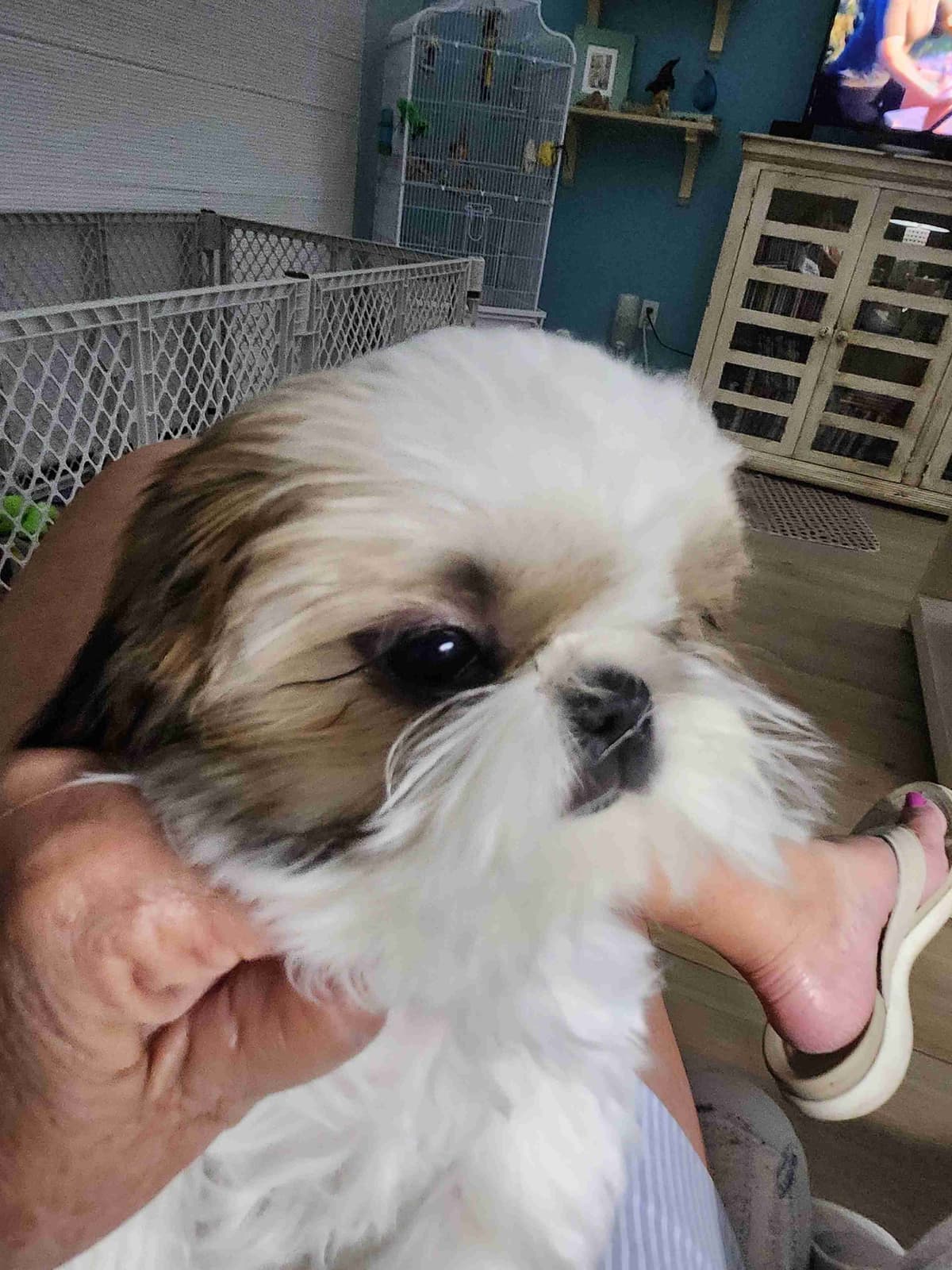 Shih Tzu Puppies breeder image 2