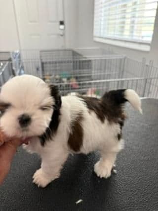 Shih Tzu Puppies media 2