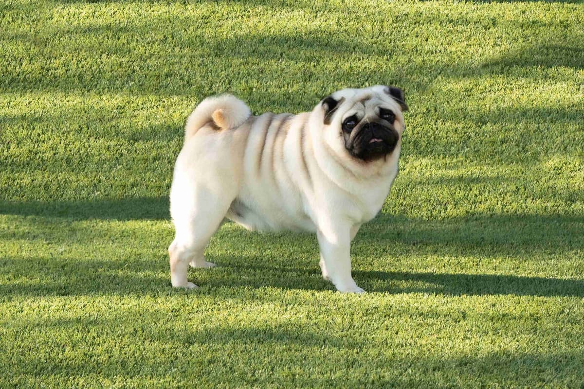 Pug Puppies breeder image 2