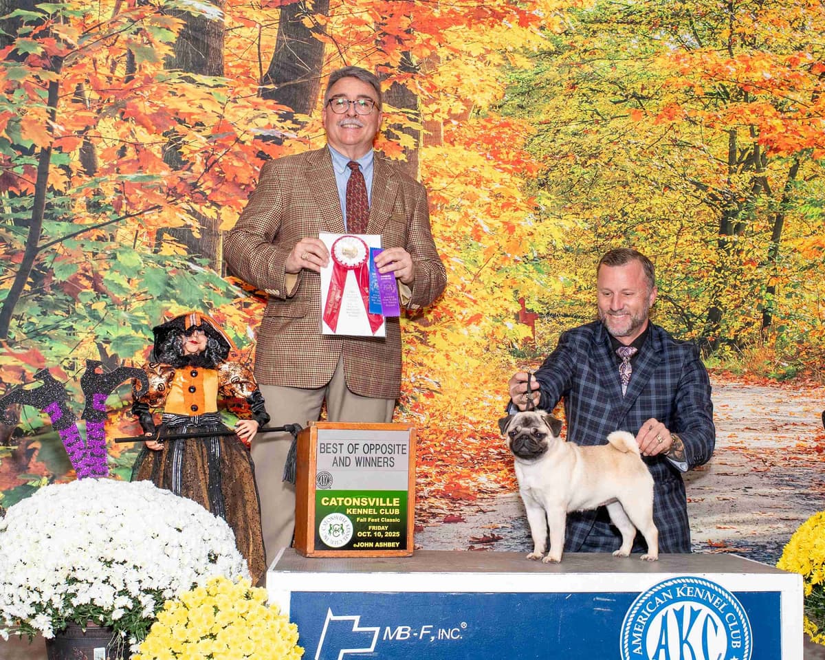 Pug Puppies breeder image 1