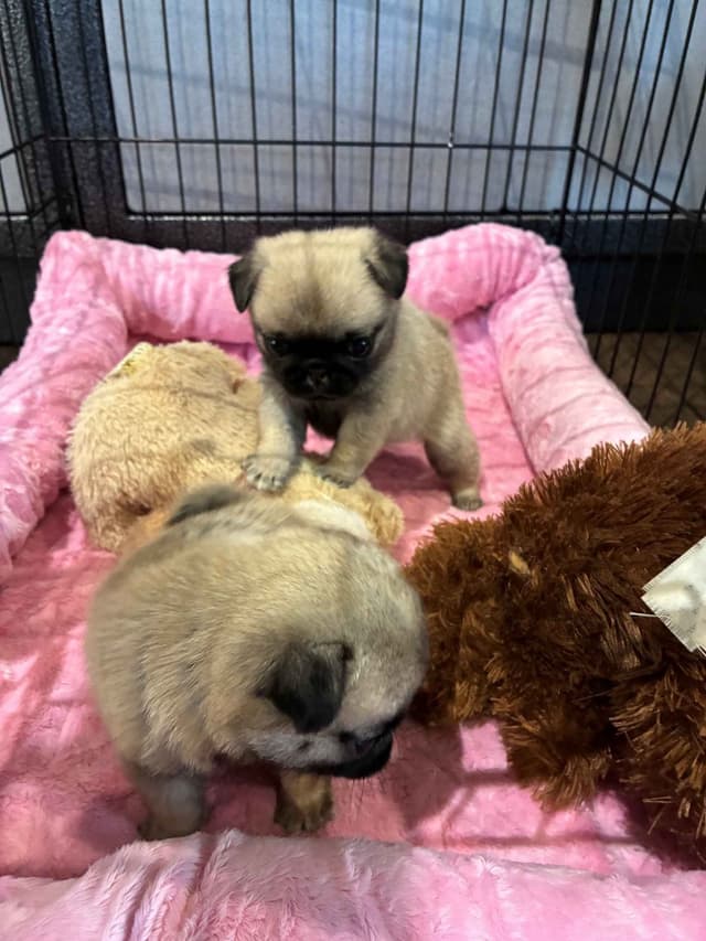Pug Puppies media 7