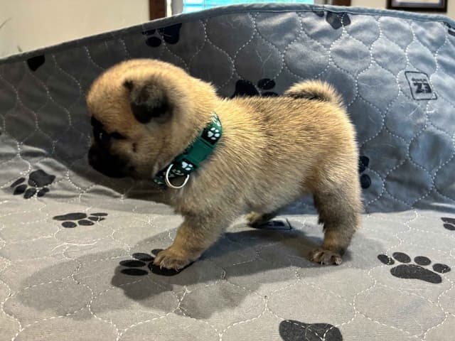 Pug Puppies media 5