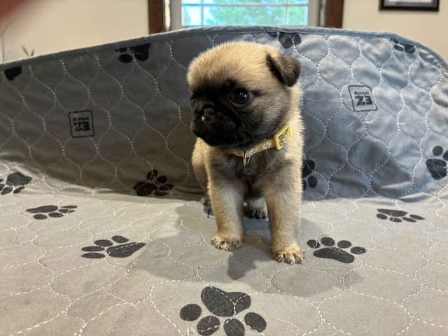 Pug Puppies media 3