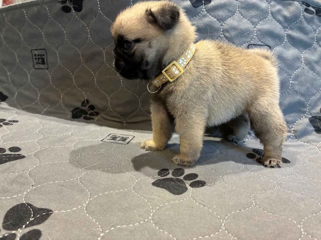 Pug Puppies media 4
