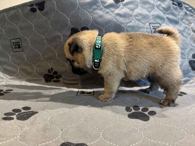 Pug Puppies media 6