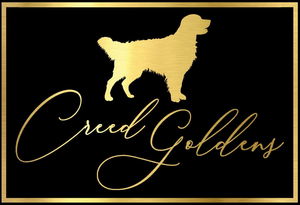 Golden Retriever Puppies breeder image 1