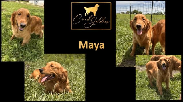 Golden Retriever Puppies media 23