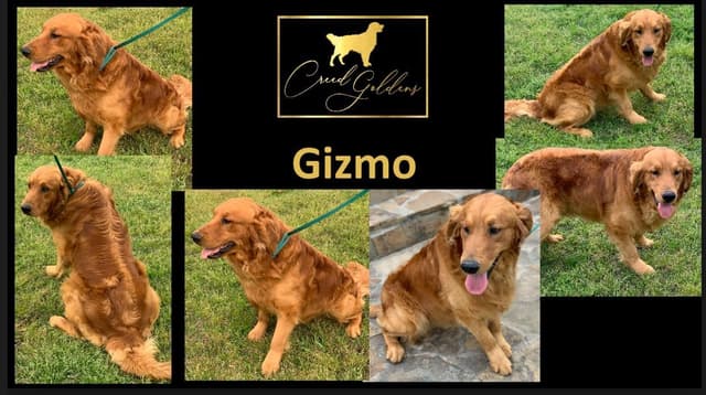Golden Retriever Puppies media 24