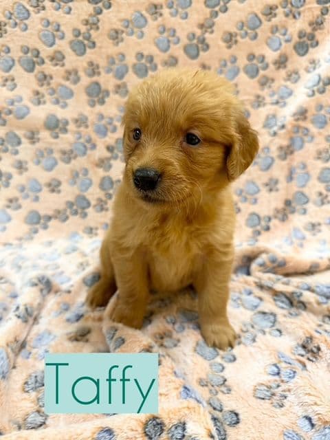 Golden Retriever Puppies media 17