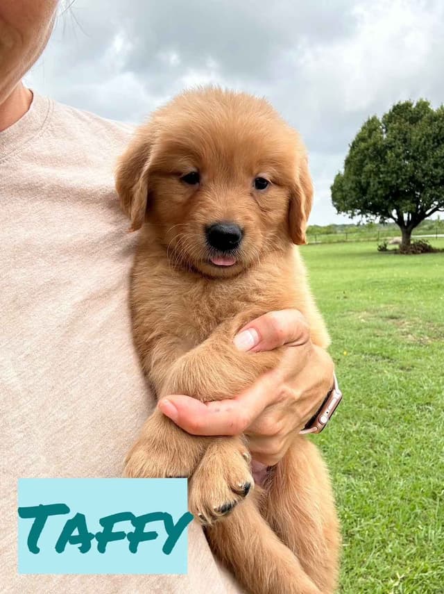 Golden Retriever Puppies media 5