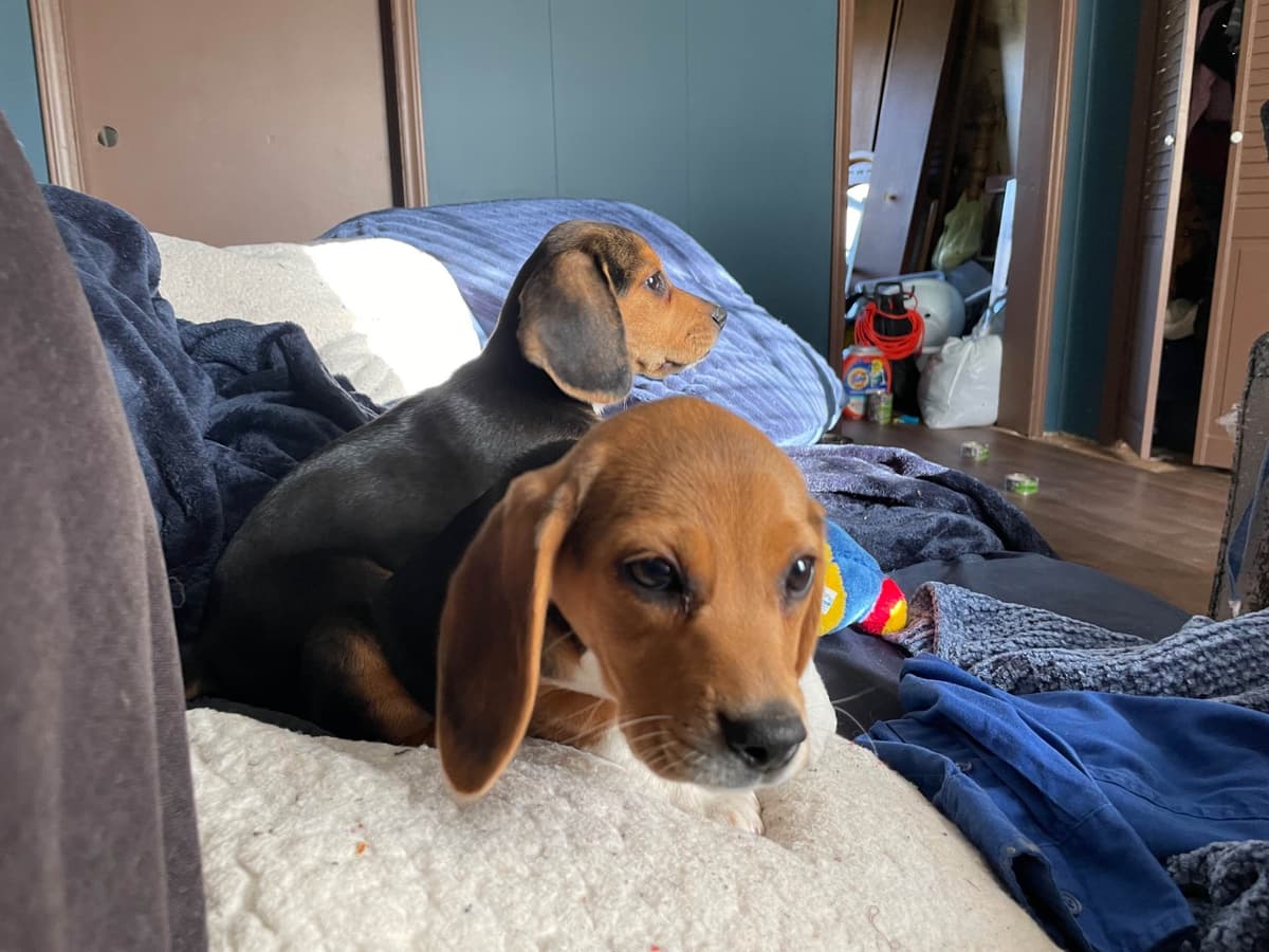 Champion Bloodline Beagle Puppies breeder image 3