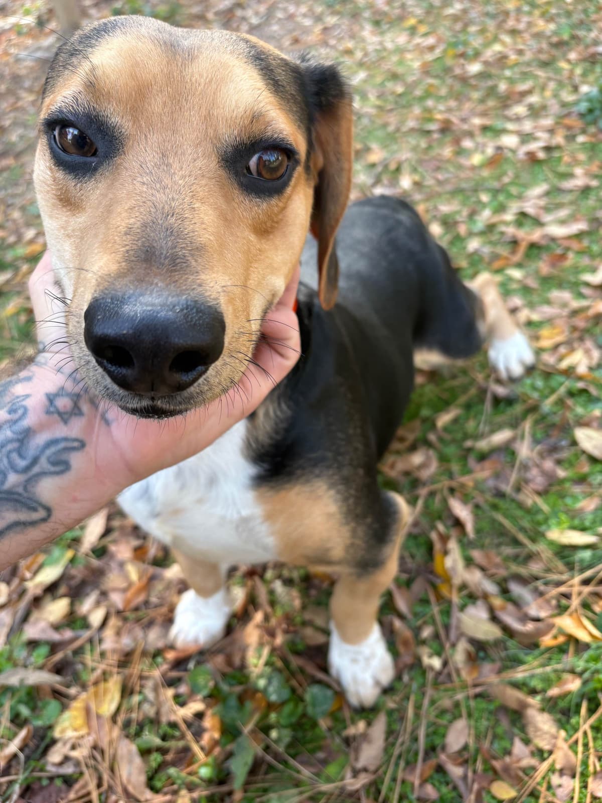 Champion Bloodline Beagle Puppies breeder image 4