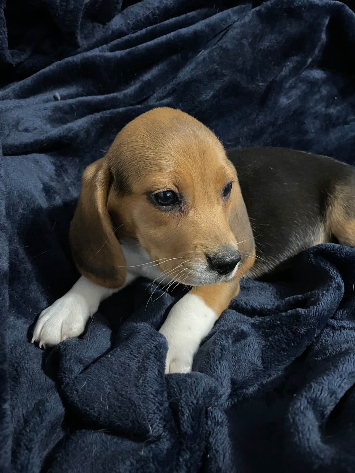 Champion Bloodline Beagle Puppies breeder image 5