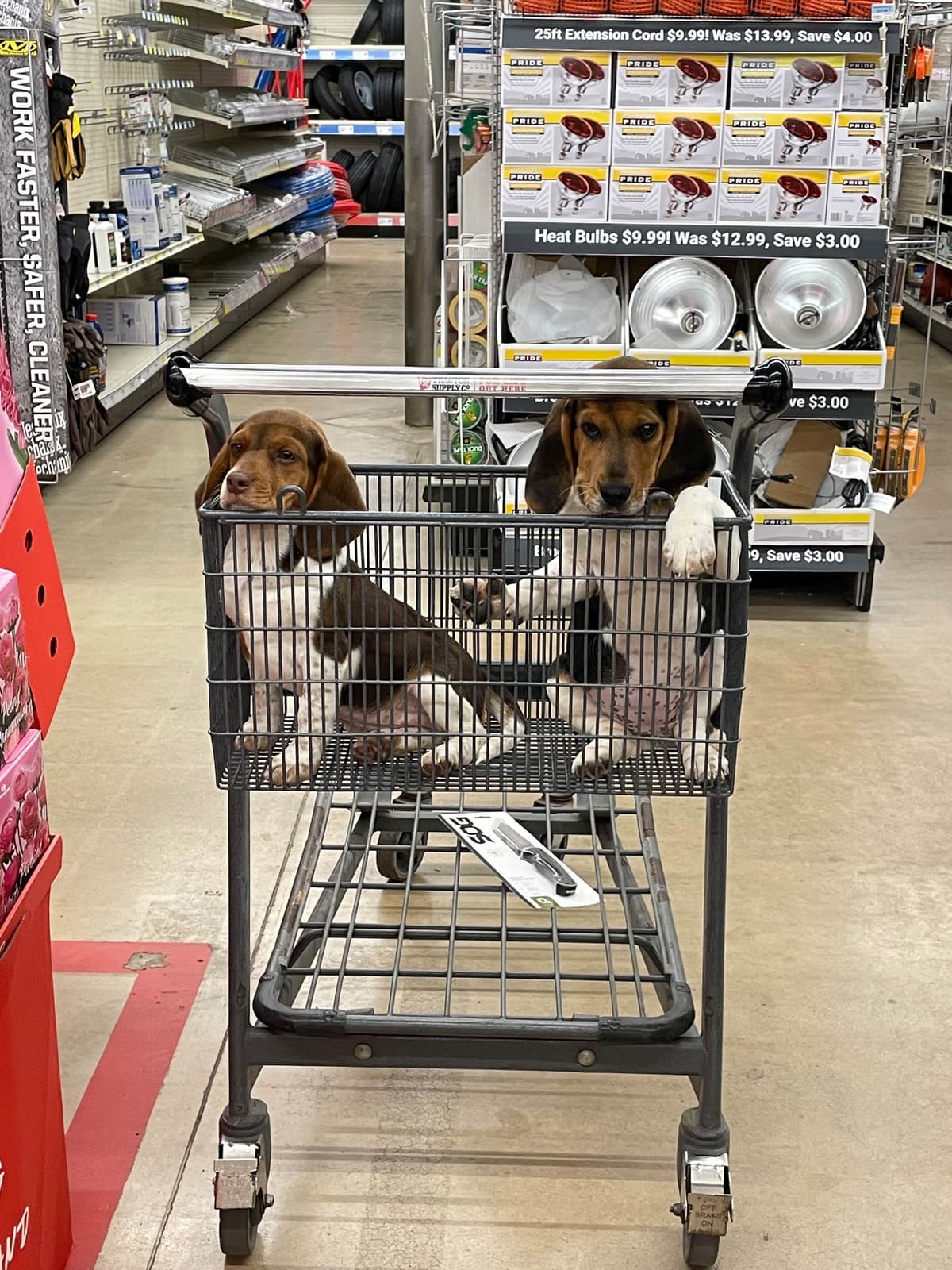 Champion Bloodline Beagle Puppies breeder image 7