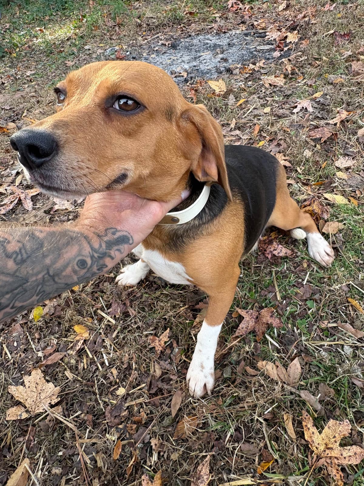 Champion Bloodline Beagle Puppies breeder image 9