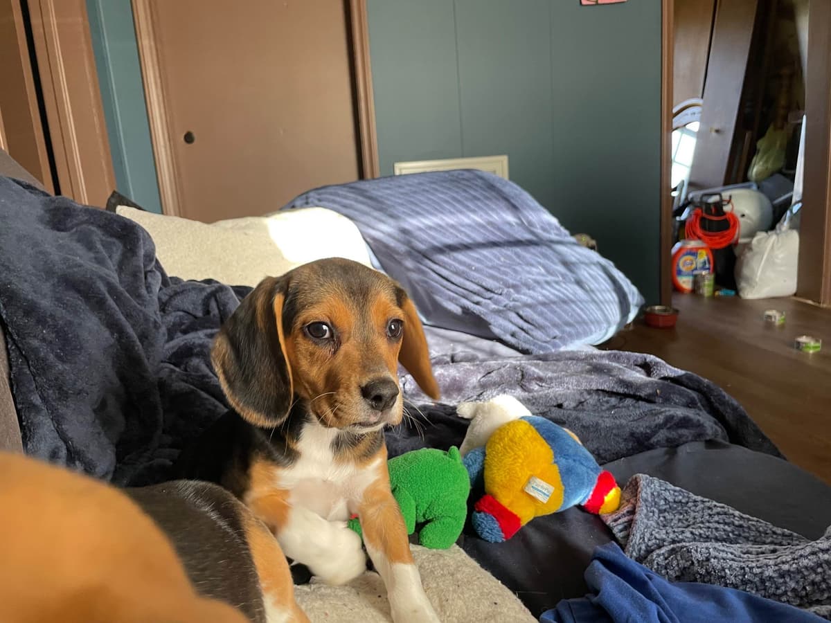 Champion Bloodline Beagle Puppies breeder image 10