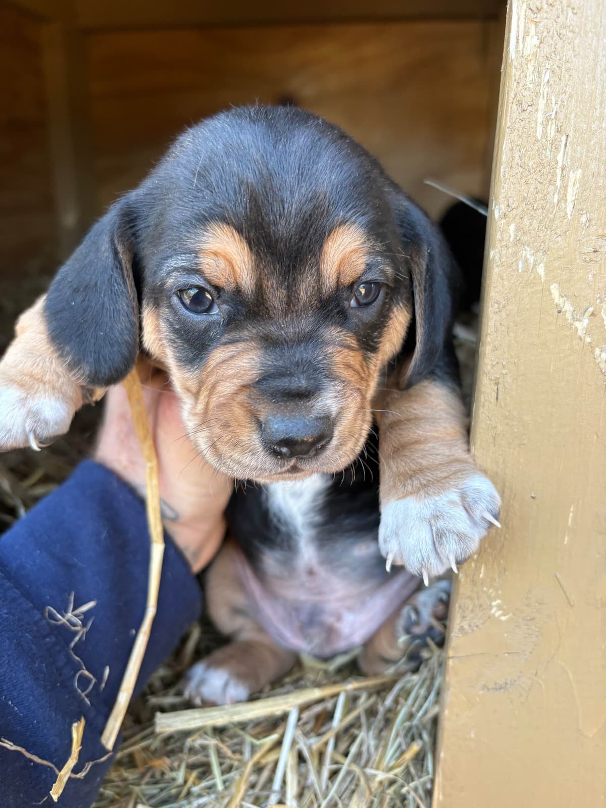 Champion Bloodline Beagle Puppies breeder image 11