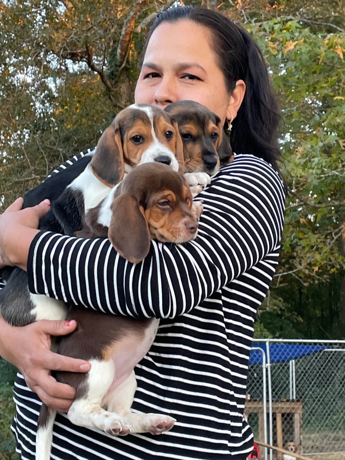 Champion Bloodline Beagle Puppies breeder image 14