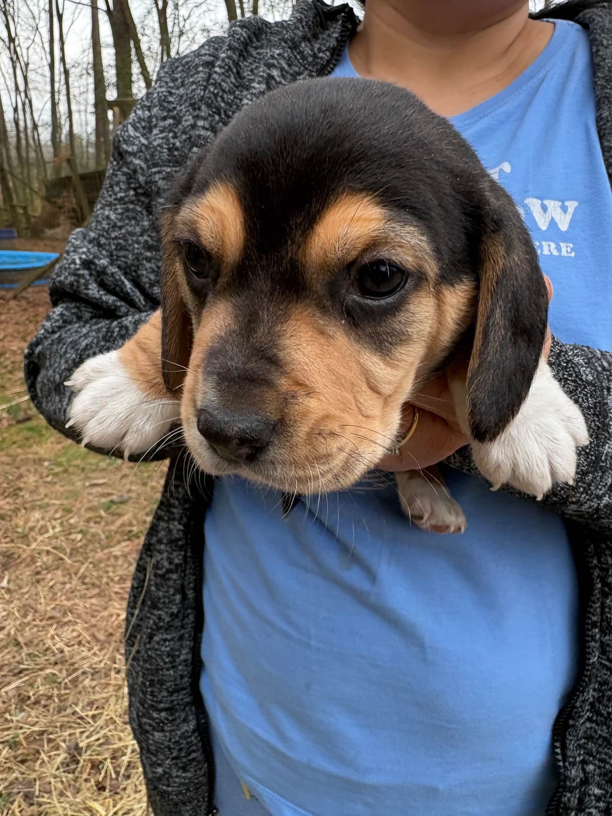 Champion Bloodline Beagle Puppies breeder image 15