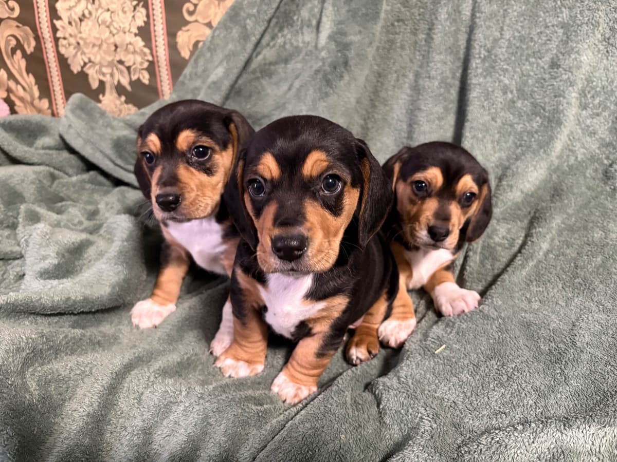Champion Bloodline Beagle Puppies breeder image 17