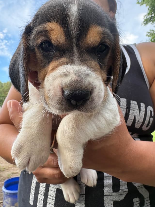 Champion Bloodline Beagle Puppies media 6