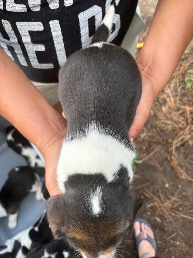 Champion Bloodline Beagle Puppies media 8