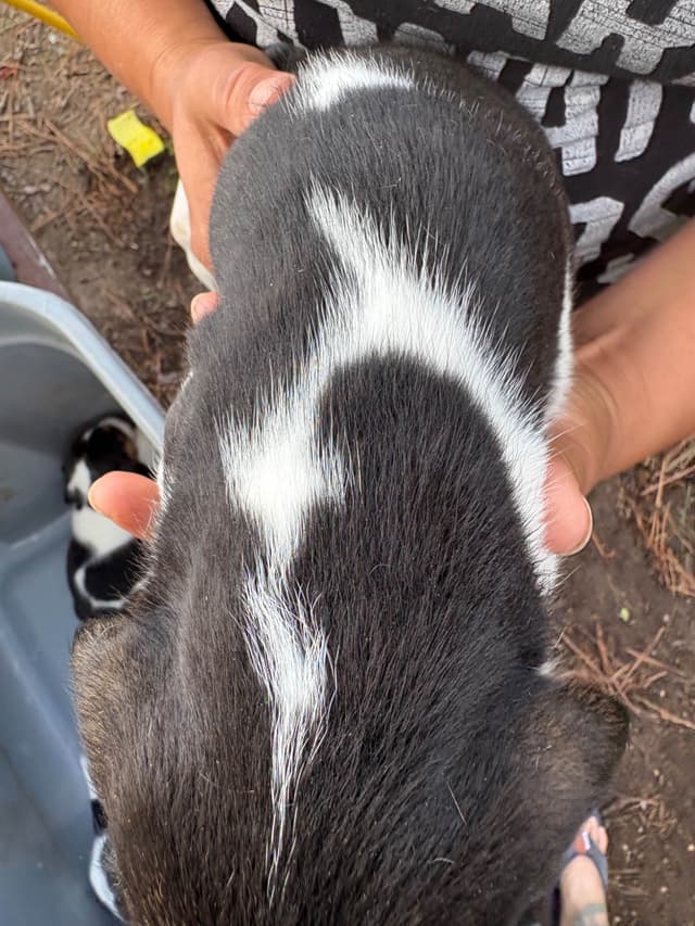 Champion Bloodline Beagle Puppies media 5
