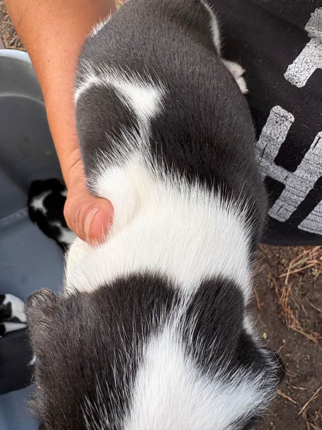 Champion Bloodline Beagle Puppies media 9