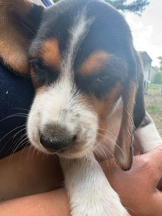 Champion Bloodline Beagle Puppies media 11