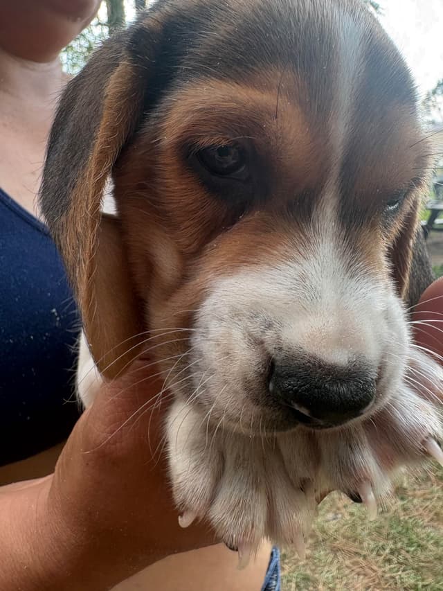 Champion Bloodline Beagle Puppies media 13