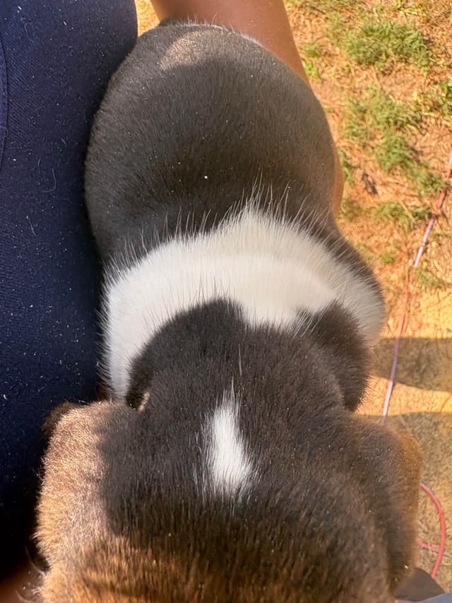 Champion Bloodline Beagle Puppies media 15