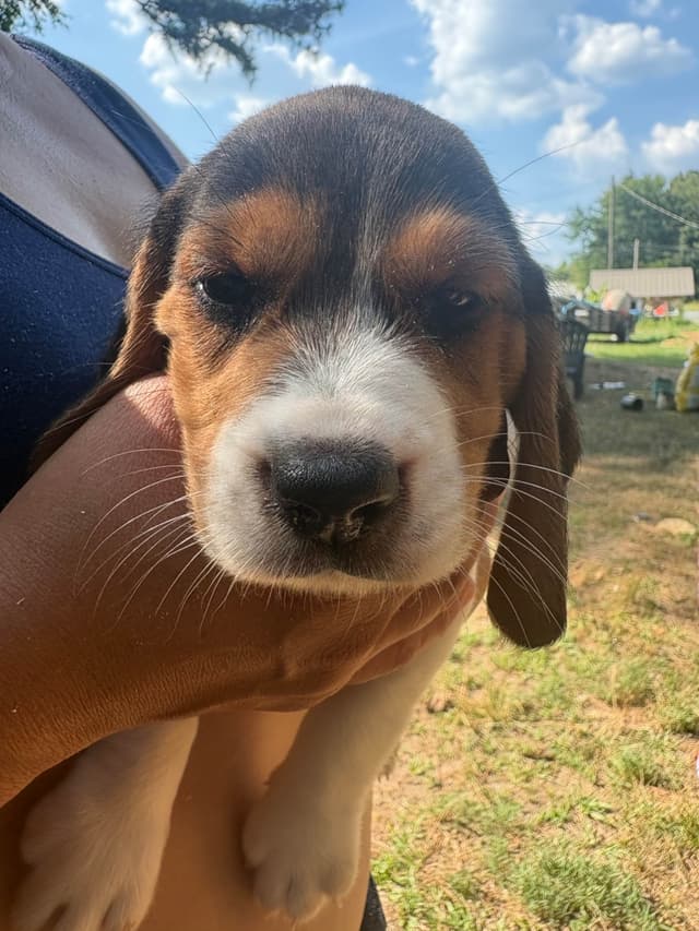 Champion Bloodline Beagle Puppies media 14