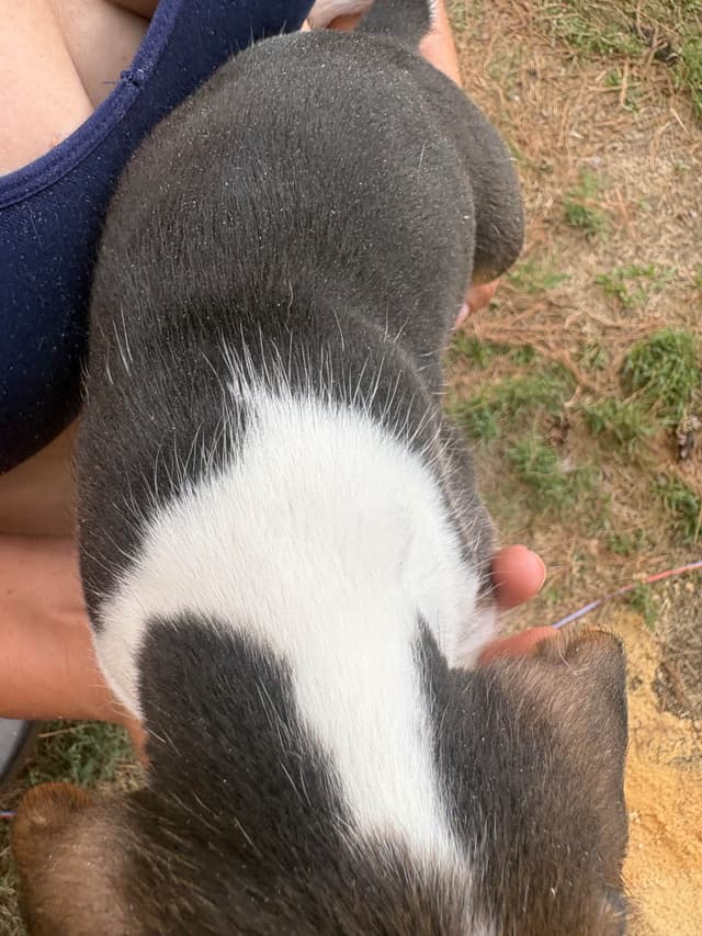 Champion Bloodline Beagle Puppies media 16