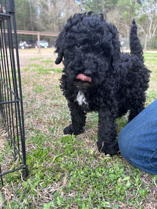 Poodle Puppies media 2