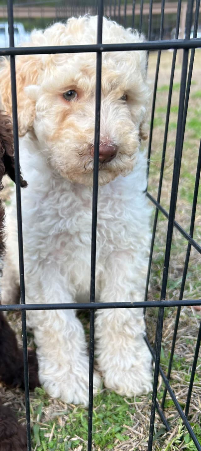 Poodle Puppies media 3