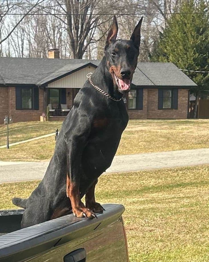 German Rottweiler Puppies breeder image 4